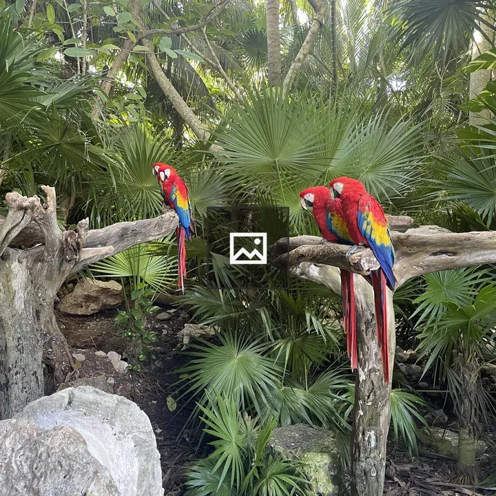 Three colorful parrots on branches