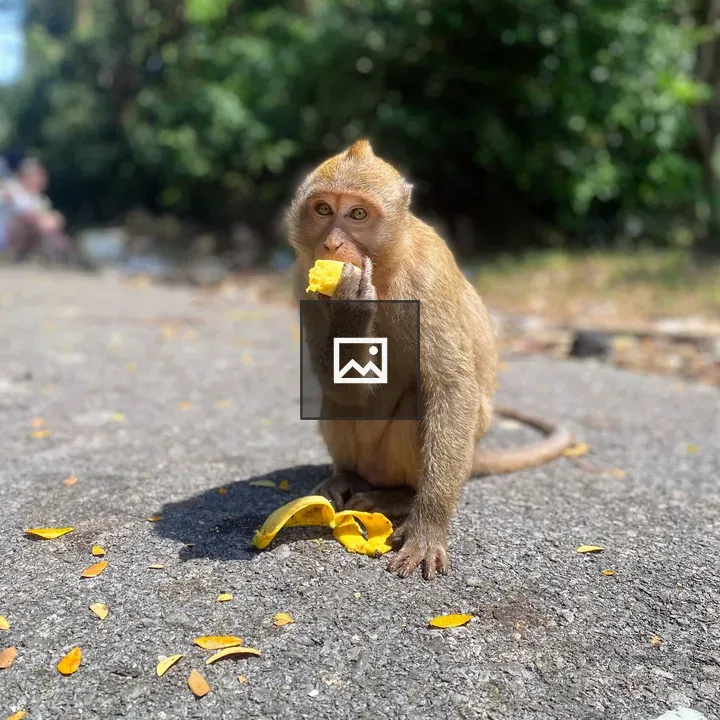 Monkey on Asphalt Eating Banana