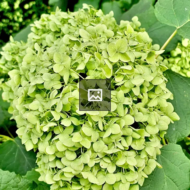 Limelight Hydrangea</br> flower