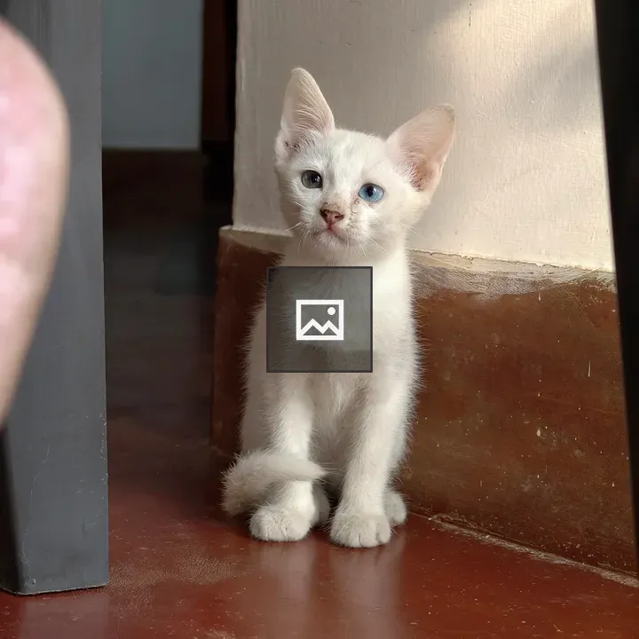 White kitten with blue and greenish-grey eyes