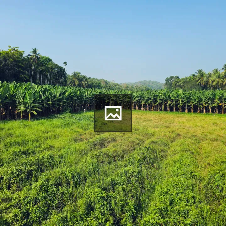 Wide green field with banana and coconut trees