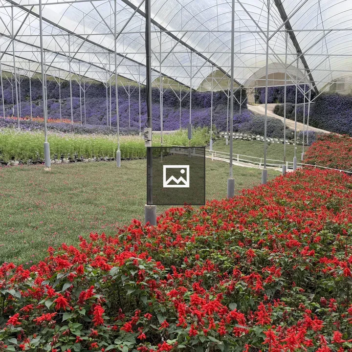 Greenhouse Garden With Salvia and Lavender