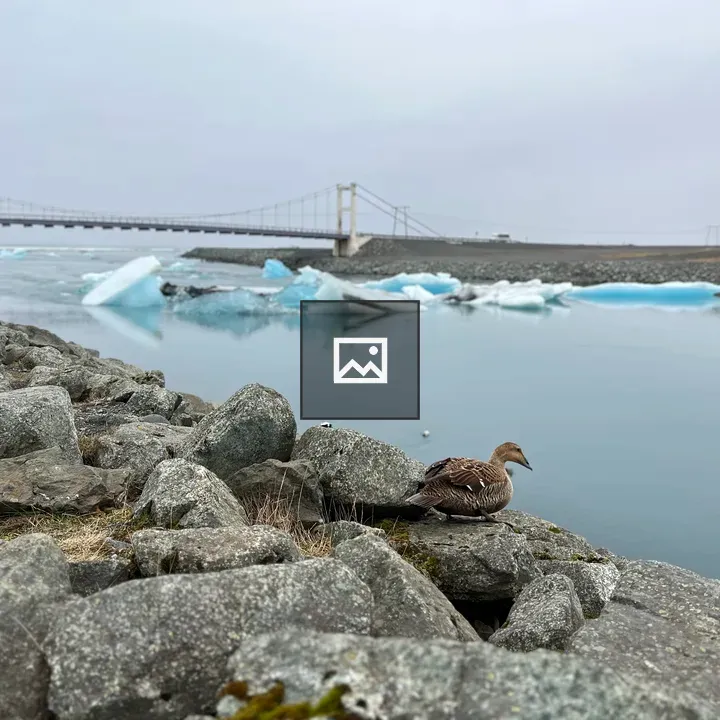 Duck on rocky shore with bridge