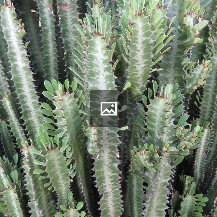 Close-up of succulent cactus plant