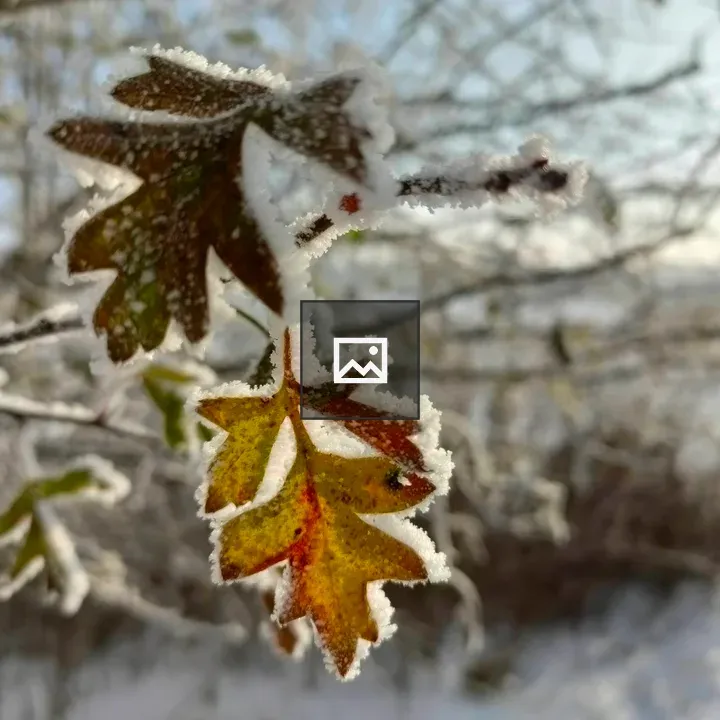 Winter leaf