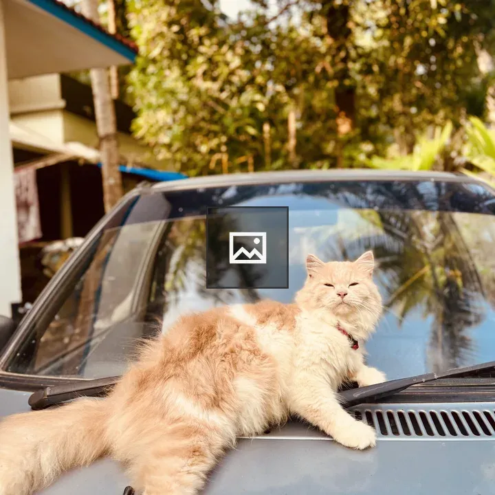 Cat lounging on car hood