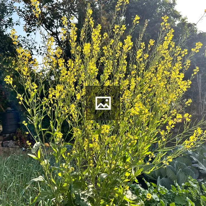 Golden mustard flowers