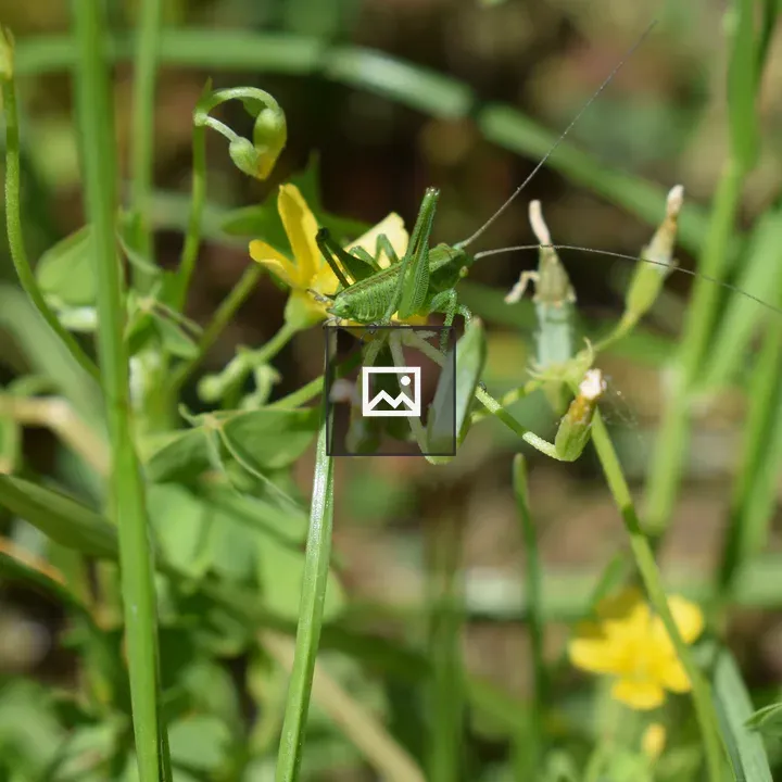 Green grasshopper on plant stem