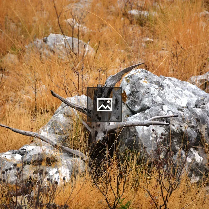 Driftwood in Perun Mountains