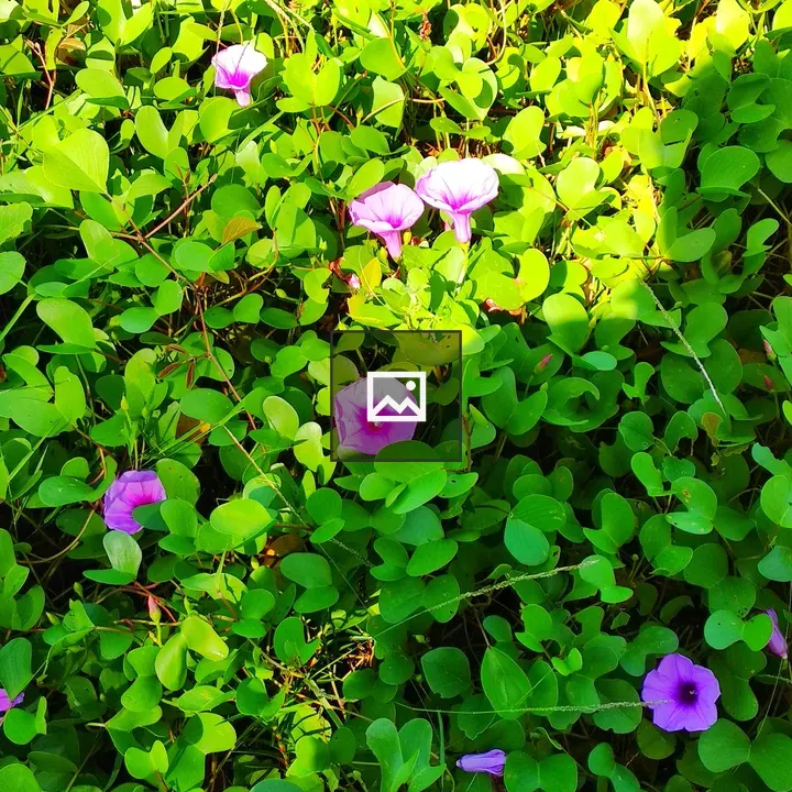 Beach Morning Glory vine