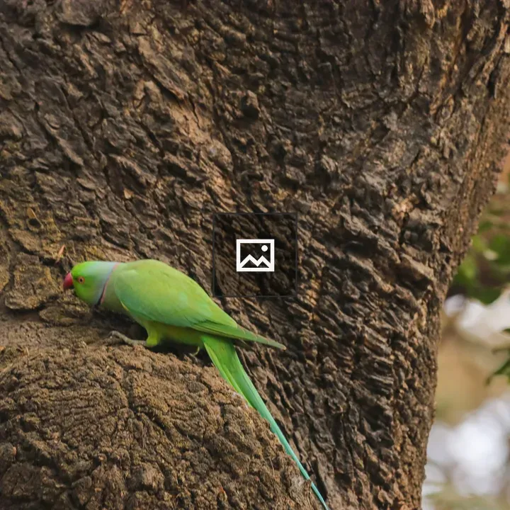 Green parrot on tree trunk