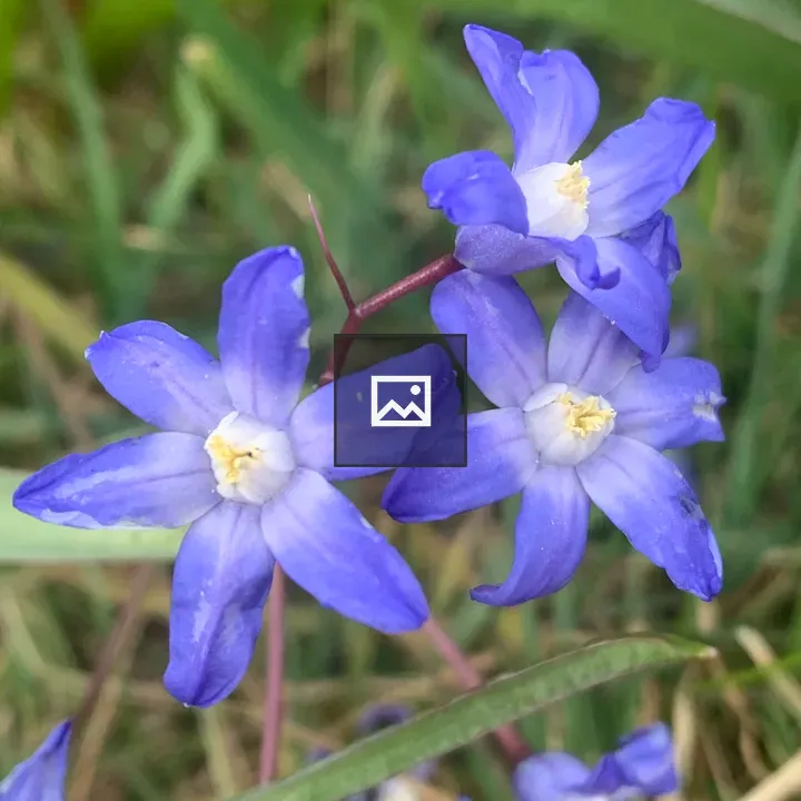 Blue scillas blooming