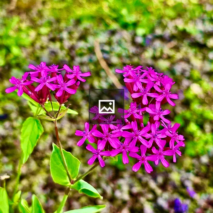 Atocion armeria flowers