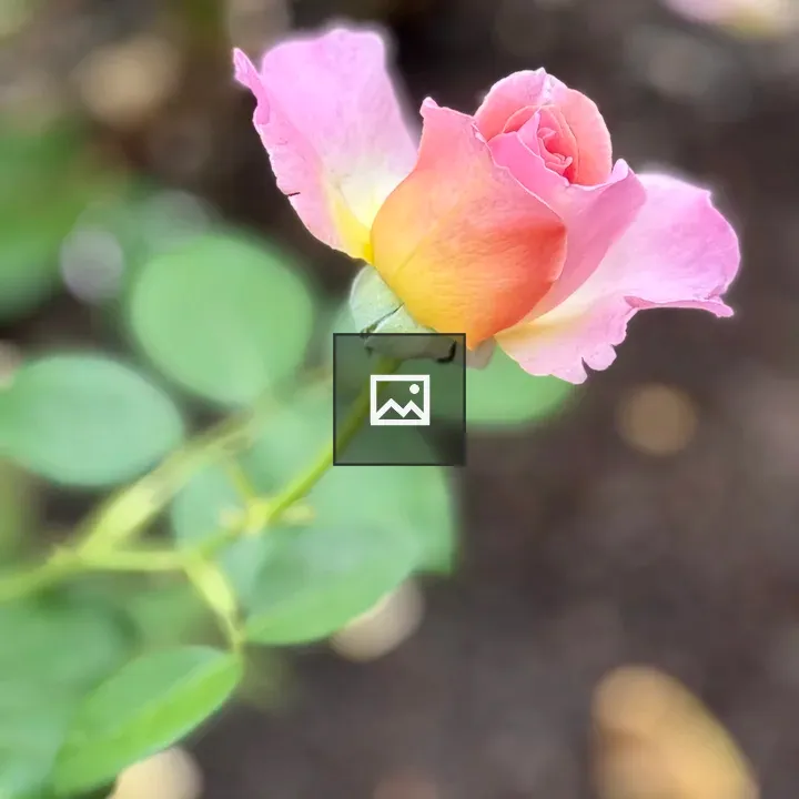 Rosebud close-up in soft evening light