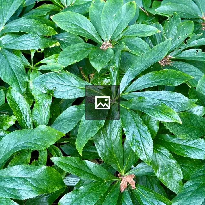 Glossy hellebore leaves