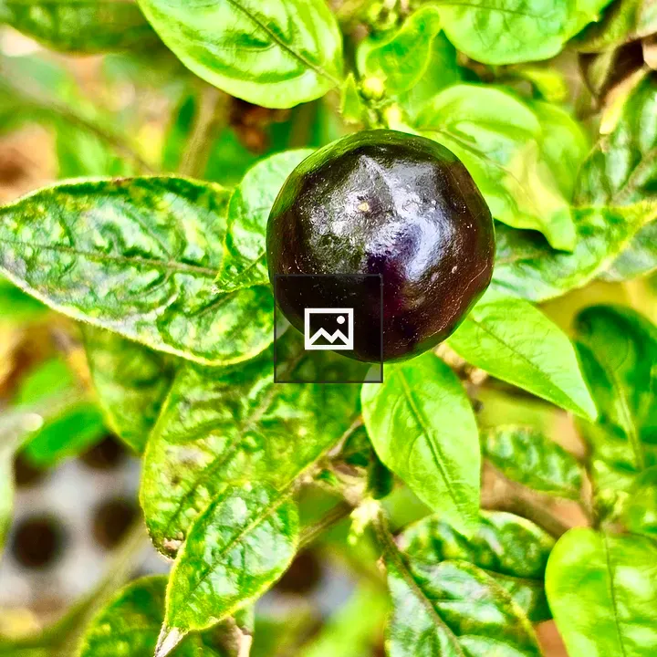 Top View of Rounded Chilli