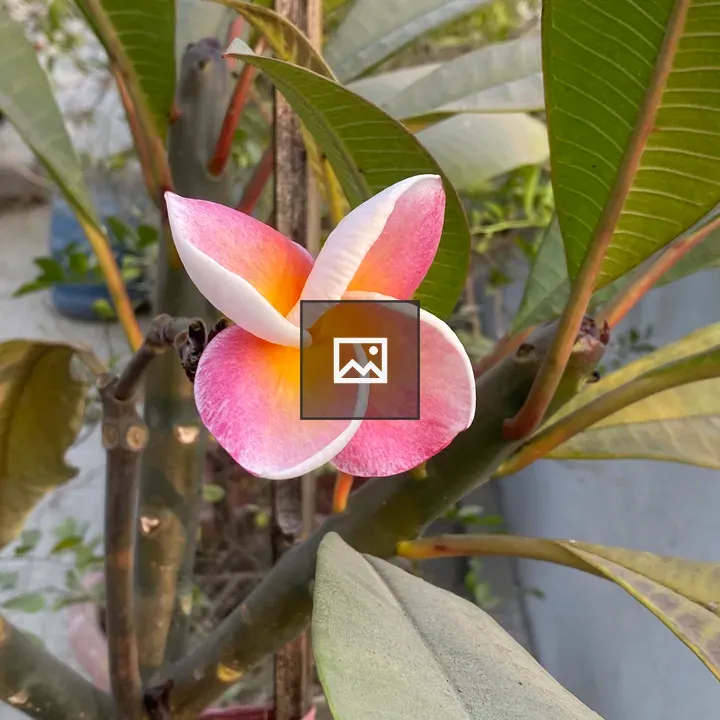Frangipani Flower Close-Up