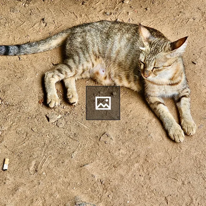 Cat Resting Pose