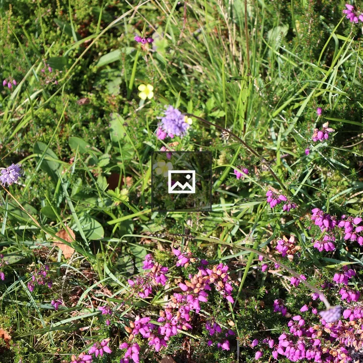 Wildflowers in Scottish Highlands