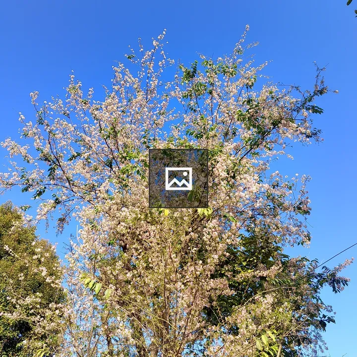 Tree with White Flowers