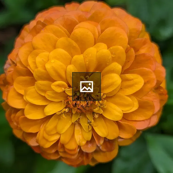 A big orange zinnia flower