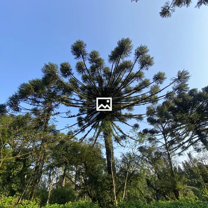 Araucária trees in blue sky