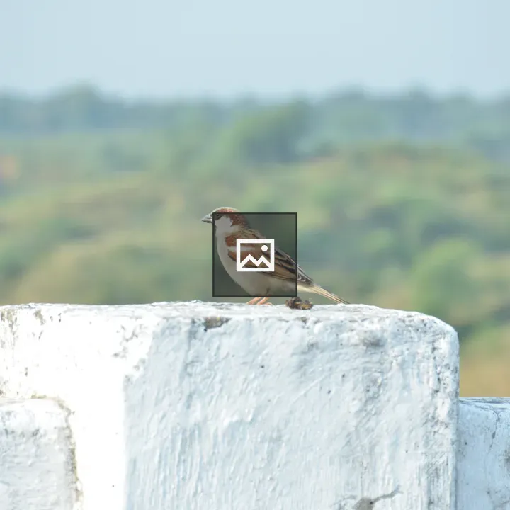 Sparrow on White Structure