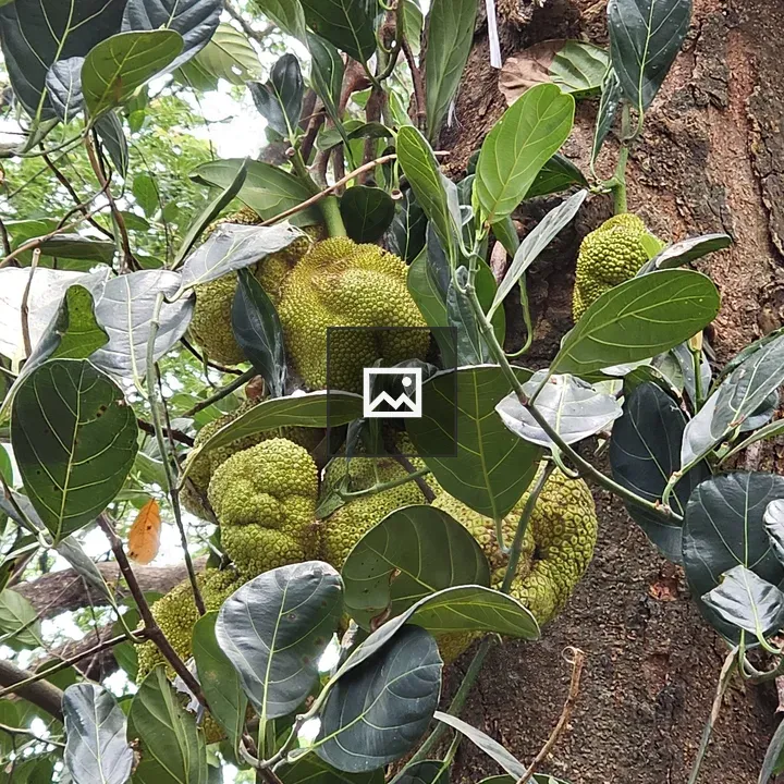 Jackfruits on Tree in Kerala