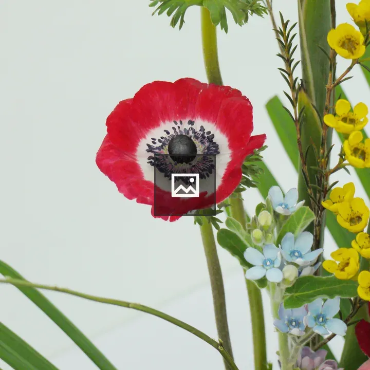Red Poppy with Surrounding Flowers