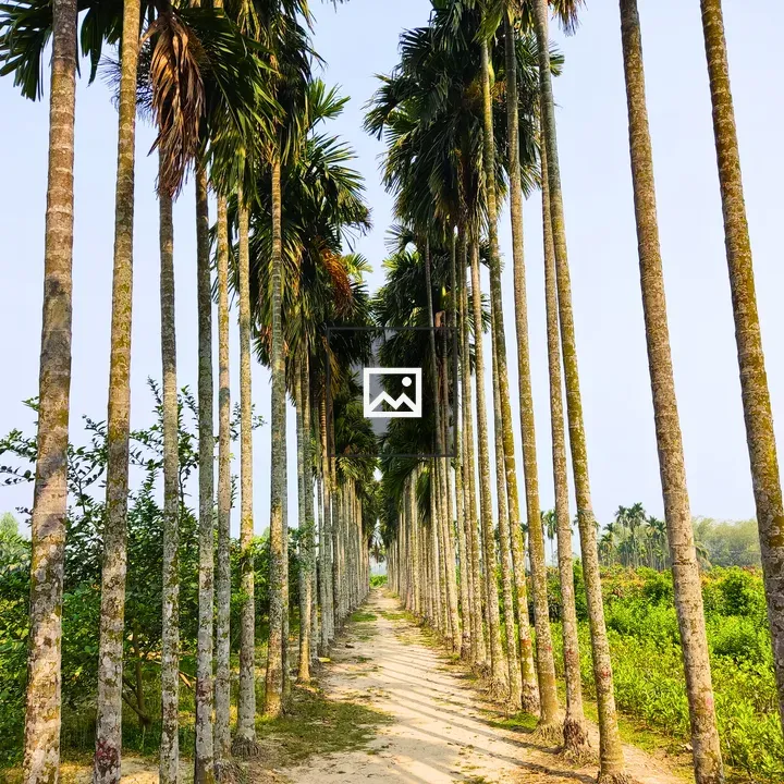 Pathway with Palm Trees
