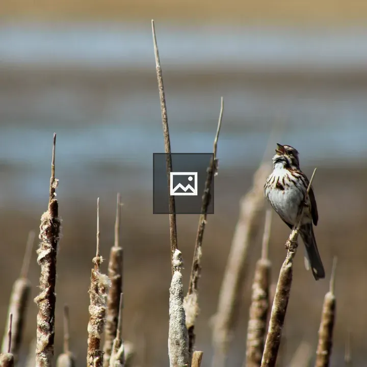 Song sparrow singing