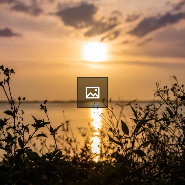 Silhouette of plants at sunset