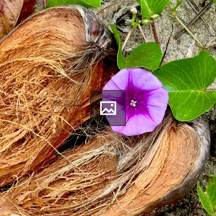 Purple flower on coconut remains