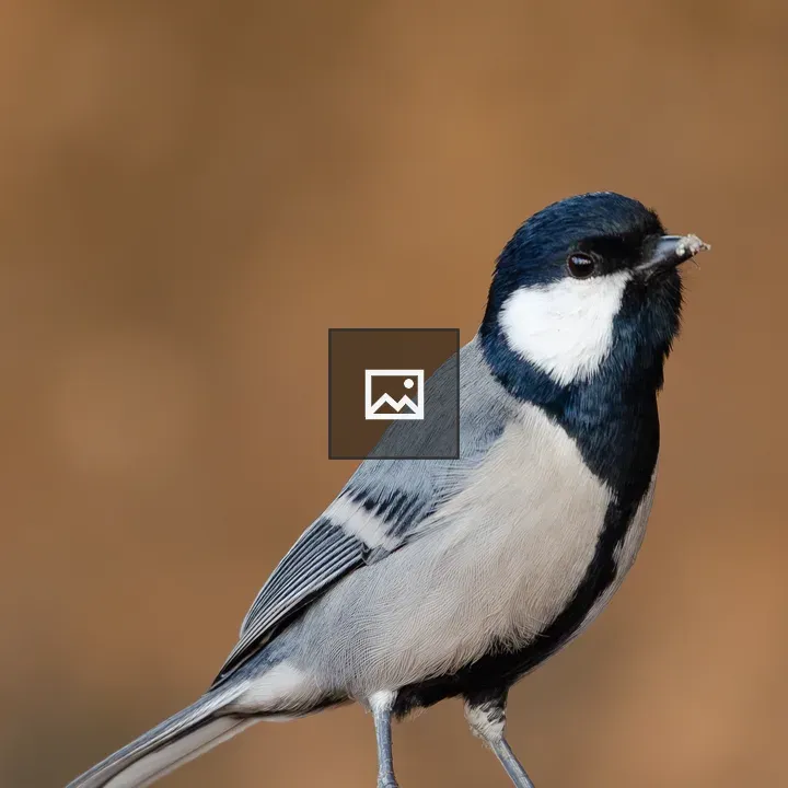 Great Tit on a Rock