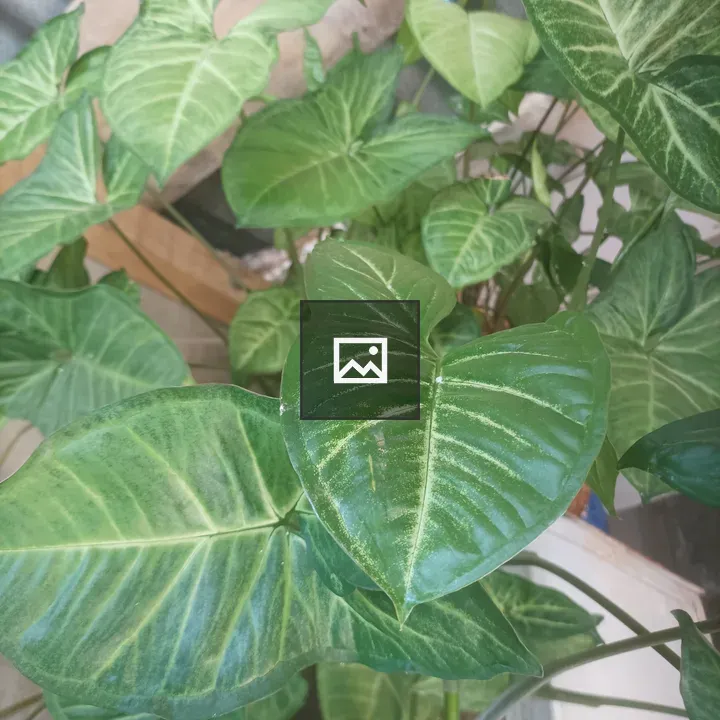 Green leafy plant with arrow-shaped leaves