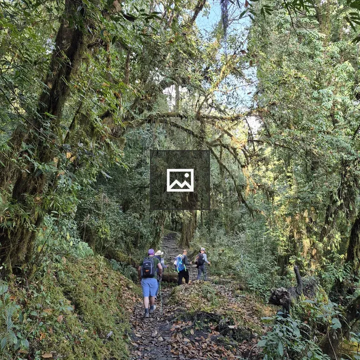 Group of hikers on forest trail