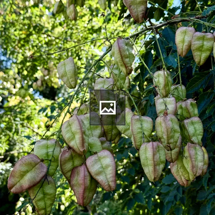Seed pods of Golden Rain Tree