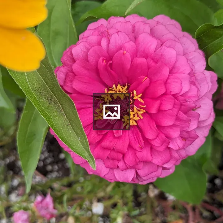 Close up pink zinnia