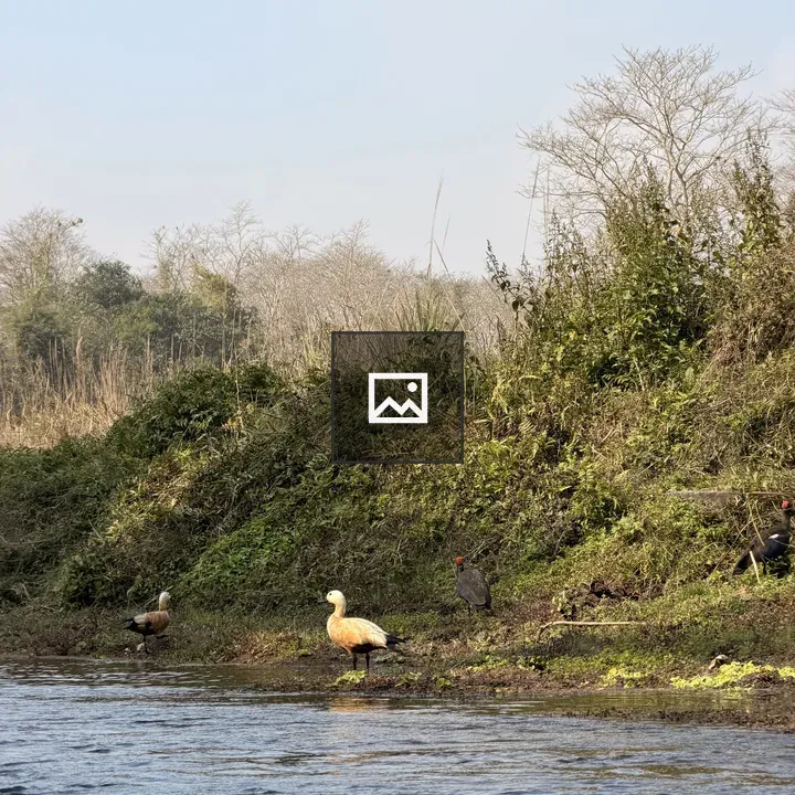 Birds Along the Riverbank