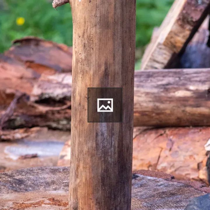 Log of Wood and Trees