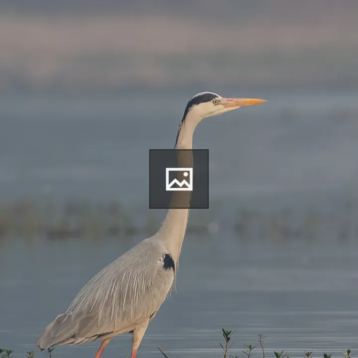 Gray heron in shallow water
