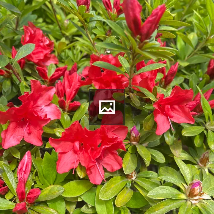 Azalea Flowers in Bloom