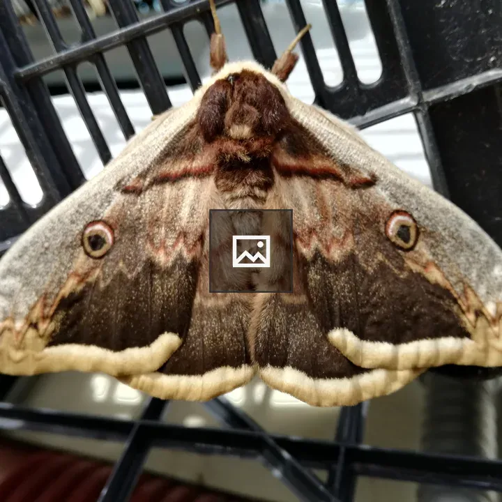 Saturnia pyri moth close-up