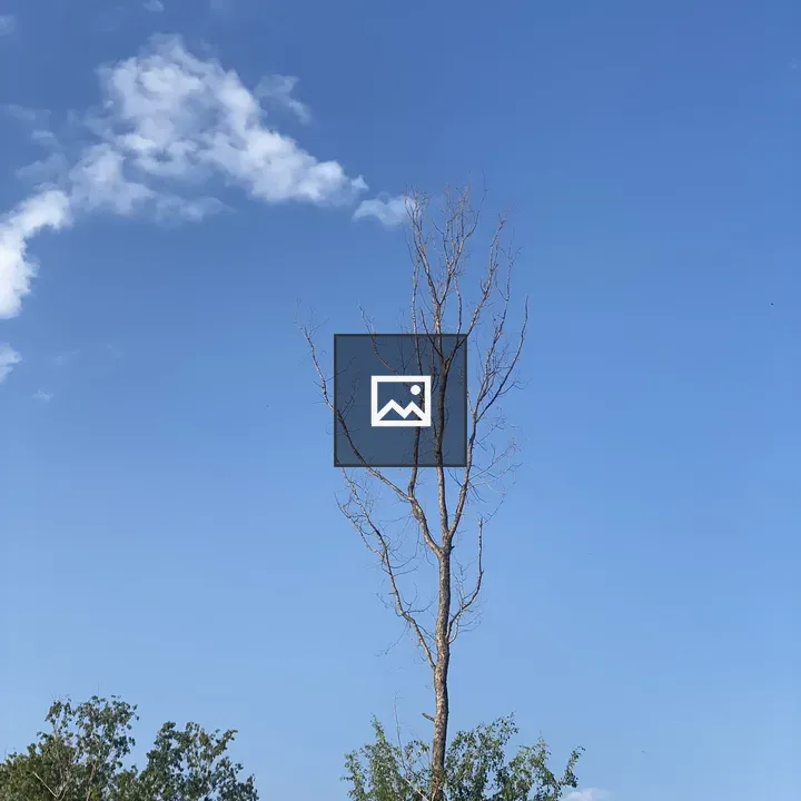 Tall bare tree against blue sky