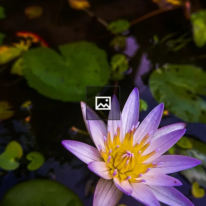 Lotus Flower Closeup