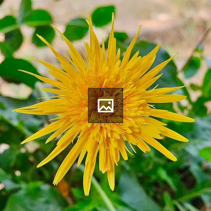 Yellow Gerbera Bloom