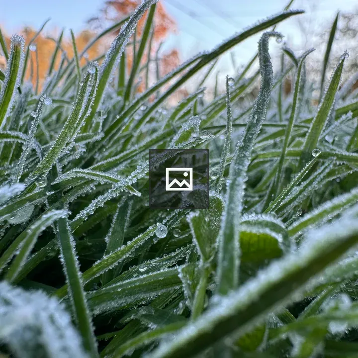 Green Grass with Frosted Dew