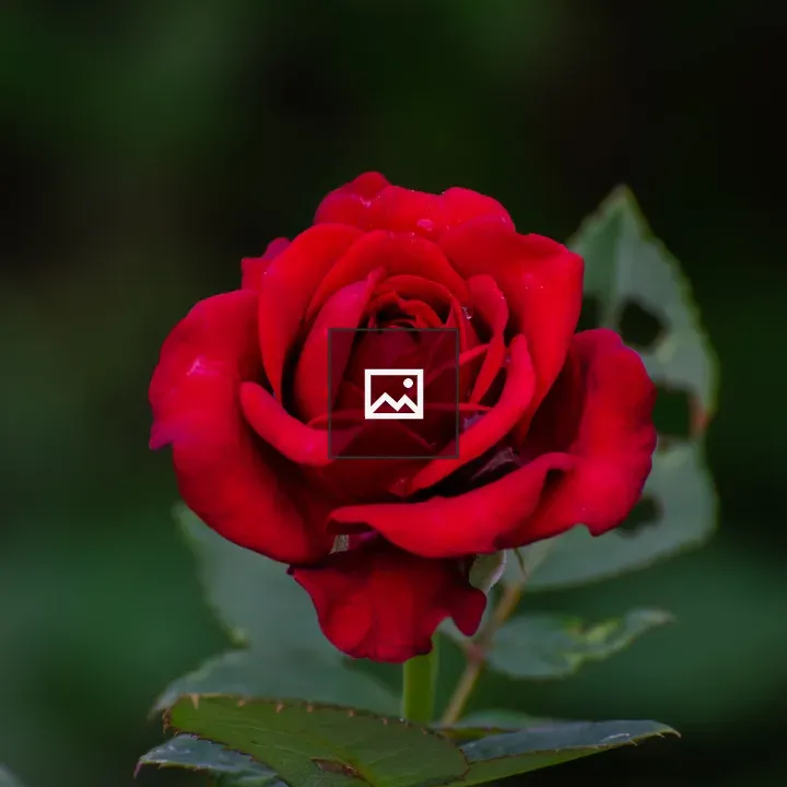 Close-up Red Rose Bloom