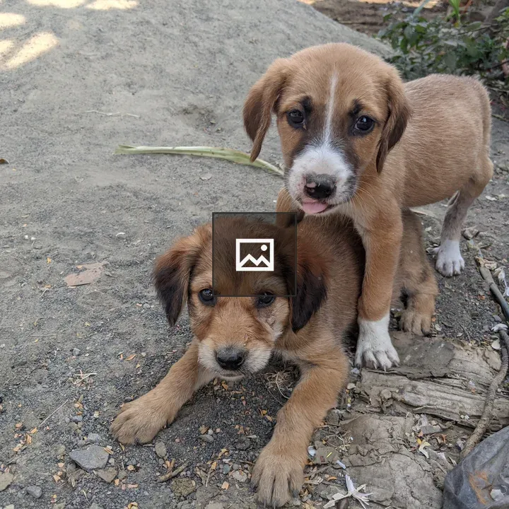 Two puppies on dirt ground