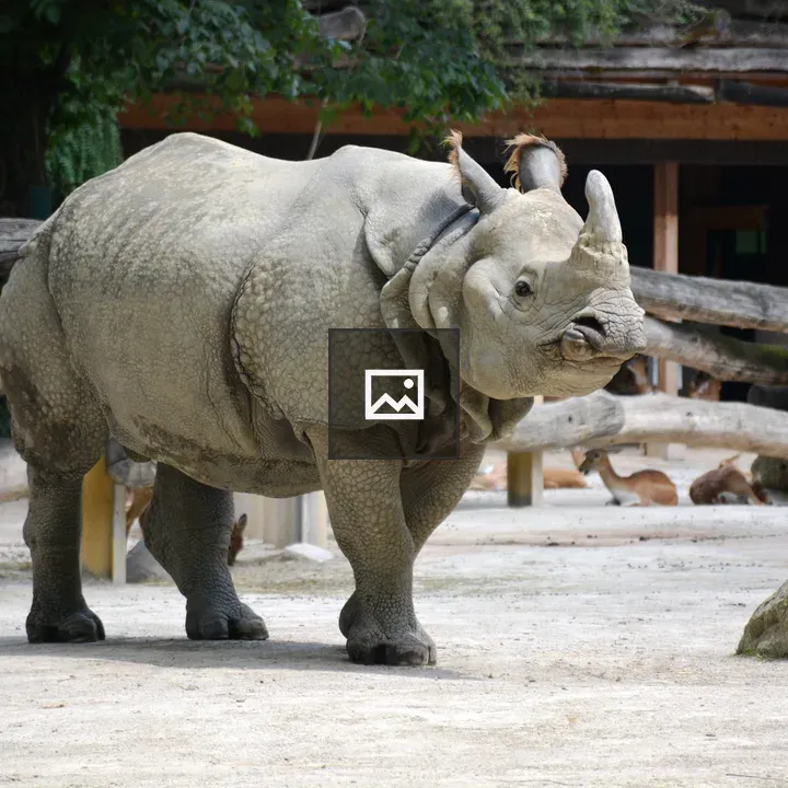 Indian rhinoceros in Vienna Zoo